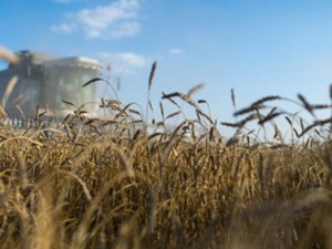 Половината от житото не става за хляб