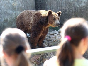 Разхлаждат мечките в зоопарка със сладолед