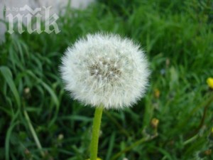 Глухарчето стопира рака за 48 часа