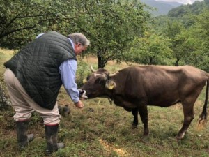 Германци пращат пари на кравата Пенка