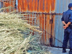 Марихуаната основен поминък край Петрич