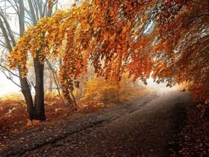 Живакът пада с 10 градуса