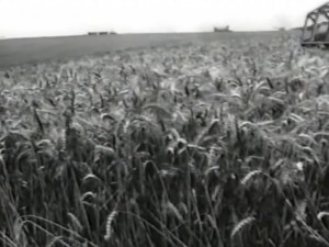 Като войници помагахме в жътвата на пшеницата
 