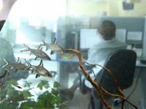Акули тестват водата на столичани