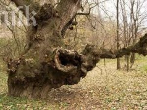 Чудо! „Бременно“ дърво помага на бездетни