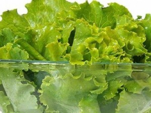 Хващаме рак от меката маруля