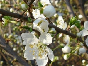 Какво време ни очаква през април - най-пълната прогноза