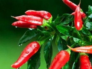 Люти чушки за щръкнали кокалчета на краката 