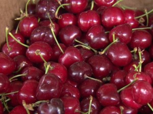 Експерти: Реколтата от череши и кайсии съсипана