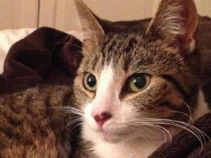 Котка скри печеливш билет от лотарията
 