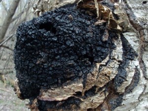 Дървесна гъба от бреза мори рака (РЕЦЕПТА)