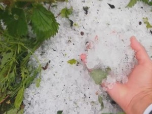 Описват щетите след градушките в Северна България
 
 