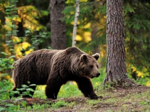 15 мечки бродят на Витоша
