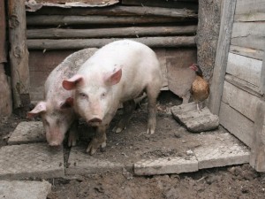 До 3 прасета в кочина
 
 