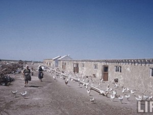 Баща ми имаше коне и крави, но заради децата си влезе в ТКЗС-то