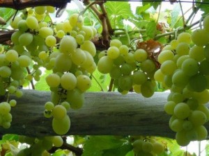 Осъдиха 80-годишна баба за кражба на 1,5 т грозде