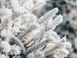 От -11 до 15° през декември