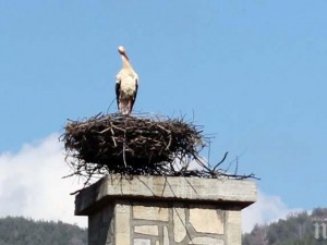 Първият щъркел кацна в санданско село