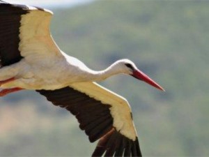 Ритуал на Благовещение държи далеч уроките 