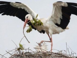 Щъркел се появи в хасковско село