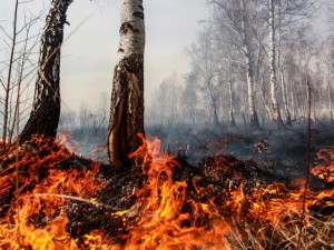 Учени: Пожари горят под земята!
 