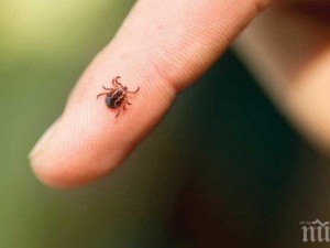 Кърлежи разболяха над 140 души
 