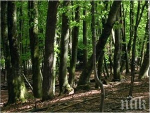 Държавата изкупи частни гори за над милион лева
 