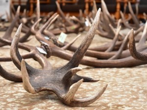 Стари обувки и ловни трофеи носят зло в къщата 
&nbsp;