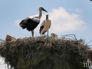 В село Варана щъркелите са повече от хората
 