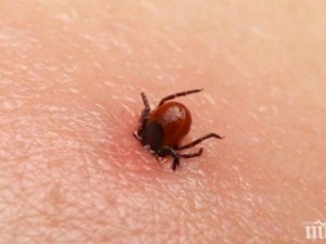 Бум на ухапванията от кърлежи