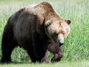 Мечка всява страх в Чепеларе
