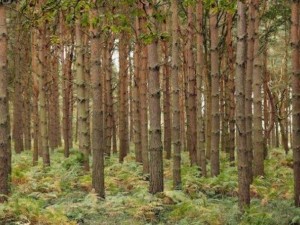 Държавата изкупува горите ни