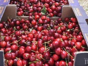 Тонове череши отиват на боклука