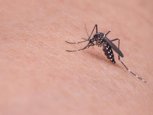Народна медицина при ухапване от насекоми
 