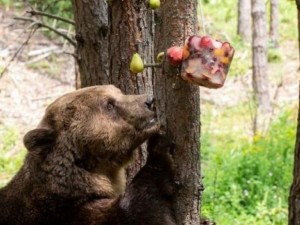 Сладоледи и парфюм за мечките в Белица 
 
 
