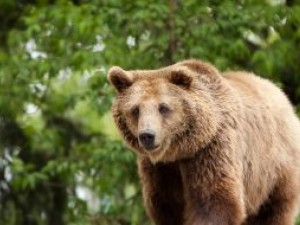 Македонска мечка се засели в Белица
 