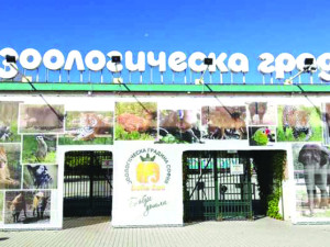 Столичната община купува замразени мишки и плъхове за 60 бона
