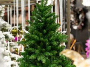Елхите удариха 250 лева