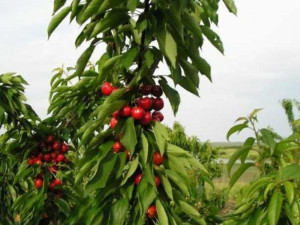 За Майстора и кюстендилските черешови градини на село Шишковци
