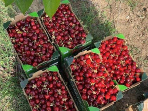 Береш сам череши, плащаш левче за килограм