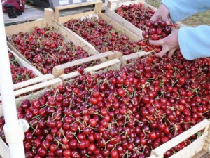 Черешите поевтиняват, краставиците скачат