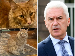 Котката на Волен живее по-добре от български пенсионер (Снимки)
