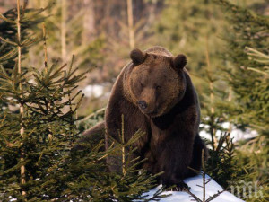 Мечки нападат край Севлиево
 