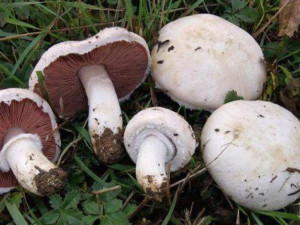 Гъбари изкарват една пенсия за 2 дни