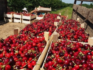 Безобразие! Изкупуват черешите за 2 лева – на пазара са по 20
 