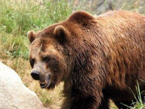 Започва преброяване на мечките