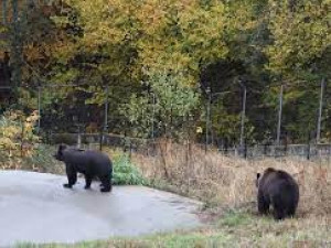 Паркът в Белица приюти две мечки от Украйна
 