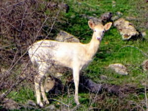 Бяла кошута&nbsp;броди из Родопите
