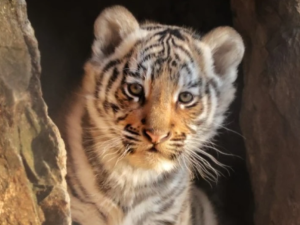 Избраха&nbsp;име на тигърчето в Стара Загора
&nbsp;
&nbsp;