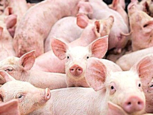 500 лв. глоба, ако колиш прасе и ветеринарят не знае